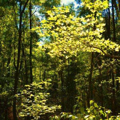 芒果体育手机app下载